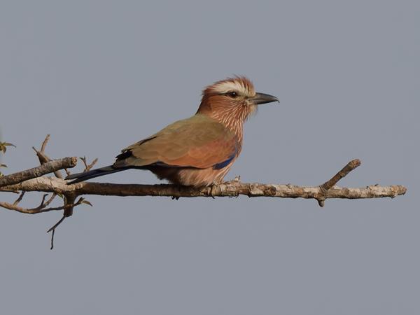 <h3><a href="/trips/gambia/biota/animalia/chordata/aves/037 coraciiformes/001 coraciidae/coracias naevius/coracias naevius-nl.html">Coracias&nbsp;naevius</a> / Purple&nbsp;roller / Roodkruinscharrelaar</h3>OM-1 Mark II met OLYMPUS M.150-400mm F4.5, 1/2000 sec  bij F4.5, ISO 200, afstand 36.7&nbsp;m